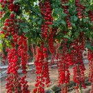 100 SEEDS WATERFALL TOMATOES SWEET HIGH YIELD HEIRLOOM Planting USA