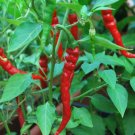 50 Cayenne Long Red Thin Pepper Seeds Non-Gmo Variety Sizes Planting USA