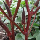 25 Red Burgundy Okra Seeds Non-Gmo Heirloom Planting USA