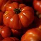 30 Costoluto Genovese Tomato Seeds Italian Ribbed Non-Gmo Planting USA