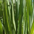 400 Lemongrass Seeds Lemon Grass Mosquito Insect Repellent Fresh Non-Gmo Usa Planting USA