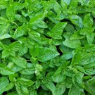 250 Genovese Basil Herb Seeds Non-Gmo Heirloom Variety Sizes Planting USA