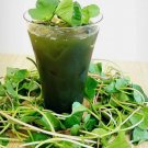 500 Pennywort Seeds Gotu Kola Centella Asiatica Planting USA