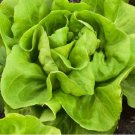 700 Buttercrunch Butterhead Lettuce Seeds Non-Gmo Planting USA