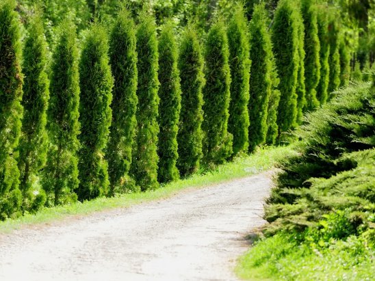 50 Thuja Tree Seeds Thuja Occidentalis White Cedar Arborvitae Planting USA