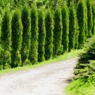 50 Thuja Tree Seeds Thuja Occidentalis White Cedar Arborvitae Planting USA