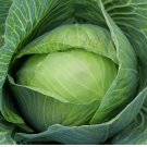 250 Golden Acre Cabbage Seeds Non-Gmo Variety Sizes Planting USA
