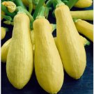 15 Prolific Straightneck Summer Squash Seeds Non-Gmo Planting USA