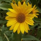 100 Sunflower Maximilian Perennial Flowers Butterflies Finches Usa Non-Gmo Seeds Planting USA
