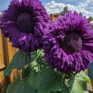 50 Seeds Rare Purple Enchanting Giant Teddy Bear Sunflower Planting USA