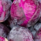 250 Seeds Red Acre Cabbage Coleslaw Non-Gmo Variety Sizes Planting USA