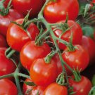 30 Seeds Large Red Cherry Tomato Salad Heirloom Non-Gmo Planting USA