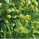 100 Seeds Paracress Medicinal Herb Aka Toothache Plant Planting USA