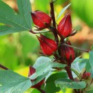 12 Seeds Roselle Asian Sour Leaf Hibiscus Florida Cranberry Planting USA