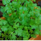 200 Seeds Cilantro Coriander Heirloom Non-Gmo Herb Planting USA