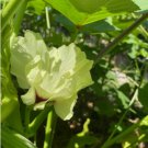 40 Seeds Louisiana 16 Inch Longhorn Okra Longest Most Robust Pods Heirloom Planting USA