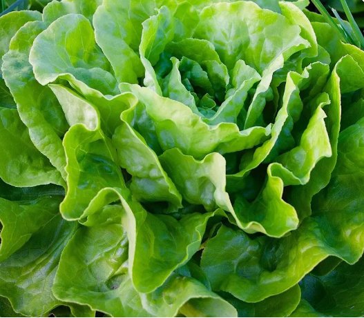 700 Tom Thumb Leaf Lettuce Seeds Butterhead Bibb Non-Gmo Heirloom Planting USA