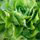 700 Tom Thumb Leaf Lettuce Seeds Butterhead Bibb Non-Gmo Heirloom Planting USA