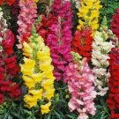 5000 Snapdragon Flower Seeds Beautiful Tall Mixed Colors Planting USA