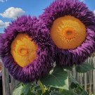 50 Rare Yellow Purple Enchanting Giant Teddy Bear Sunflower Planting USA