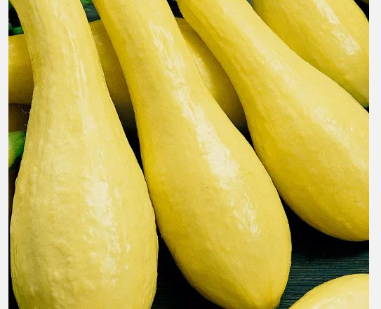 30 Seeds Summer Squash Early Prolific Straightneck Vegetable Planting USA