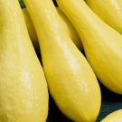 30 Seeds Summer Squash Early Prolific Straightneck Vegetable Planting USA