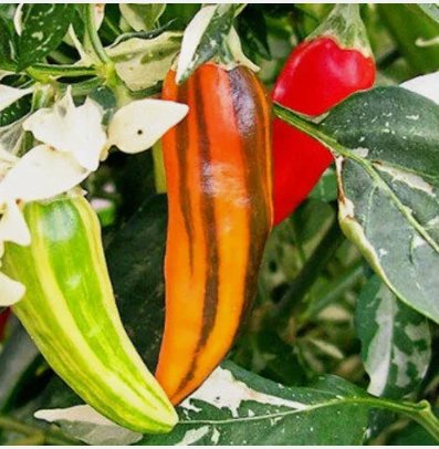 10 Fish Pepper Seeds Non-Gmo Planting USA