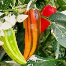 10 Fish Pepper Seeds Non-Gmo Planting USA