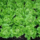 1000 Tom Thumb Lettuce Seeds Planting USA