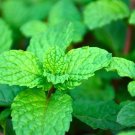 1200 Non-Gmo Heirloom Herb Mint Seeds Mentha Spicata Planting USA