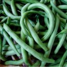 10 Blue Lake Bush 274 Green Bean Seeds Non-Gmo Planting USA