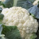 200 Cauliflower Snowball Y Improved Cruciferous Non-Gmo Planting USA
