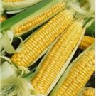 15 Early Golden Bantam Sweet Corn Seeds Non-Gmo Heirloom Planting USA