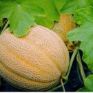 25 Hales Best Jumbo Melon Seeds Non-Gmo Cantaloupe Muskmelon Planting USA