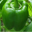 30 Green Bell Pepper Seeds Emerald Giant Sweet Pepper Non-Gmo  Planting USA