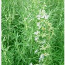 50 Rosemary Seeds Evergreen Shrub Culinary Perennial Garden Planting USA