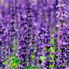 100 Lavender Seeds For Planting Common English Herb Lavender Non Gmo Planting USA