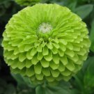 100 Green Zinnia Flower Seeds Envy Garden Bees Birds Annual Planting USA