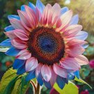 50 Rare Twin Blossom Blue Over Pink Sunflower Seeds Planting USA