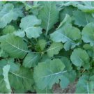 250 Georgia Southern Collard Seeds Non-Gmo Creole Variety Sizes Planting USA