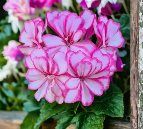 100 Packet Geranium Seeds Fresh Harvest Non Gmo Fragrant Style 1 Planting USA