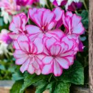 100 Packet Geranium Seeds Fresh Harvest Non Gmo Fragrant Style 1 Planting USA