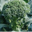 250 Waltham 29 Broccoli Seeds Non-Gmo Easy To Grow Planting USA