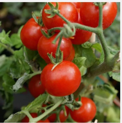 50 Cherry Tomato Seeds Large Red Heirloom Non-Gmo Planting USA