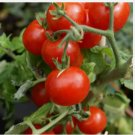50 Cherry Tomato Seeds Large Red Heirloom Non-Gmo Planting USA