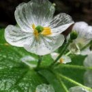 10 Skeleton Flower Seeds Crystal Flower Grays Double Leaf Planting USA