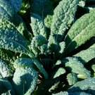 250 Lacinato Kale Seeds Italian Dinosaur Kale Non-Gmo Cruciferous Planting USA