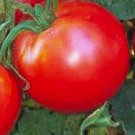 50 Bradley Tomato Seeds Non-Gmo Tomato Seeds Fresh Heirloom Vegetable Planting USA