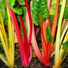 30 Rainbow Swiss Chard Seeds Bright Lights Non-Gmo Variety Sizes Planting USA