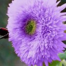 50 Rare Purple Teddy Bear Sunflower Seeds For Planting Non-Gmo Planting USA